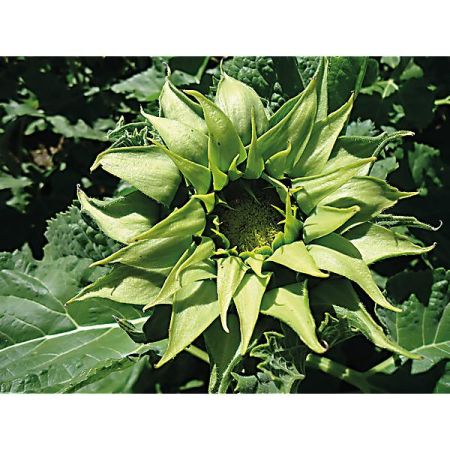 TOURNESOL F1 SUNFILL(TM) GREEN