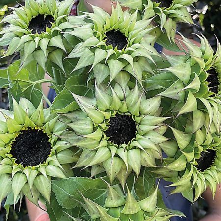 TOURNESOL F1 SUNFILL(TM) GREEN