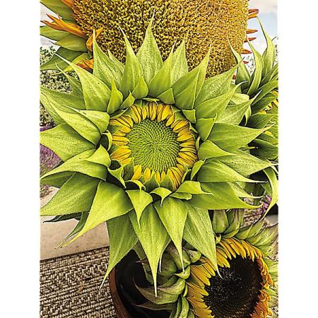 TOURNESOL F1 SUNFILL(TM) GREEN