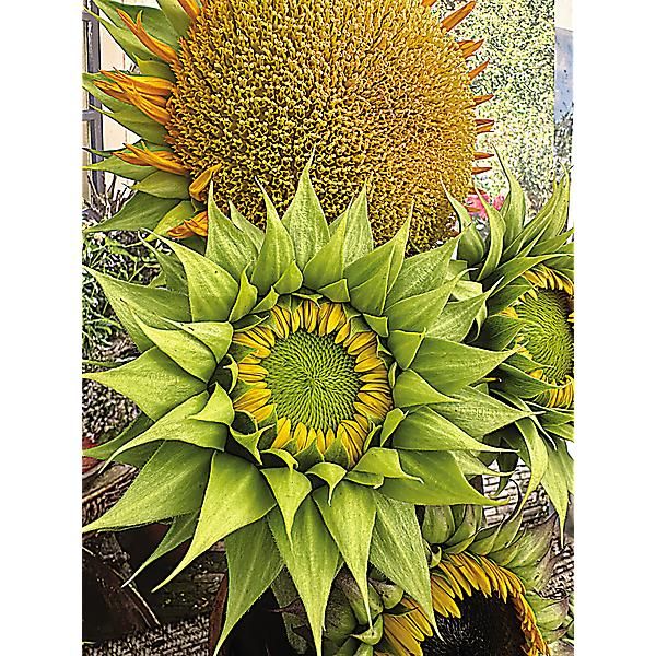 TOURNESOL F1 SUNFILL(TM) GREEN