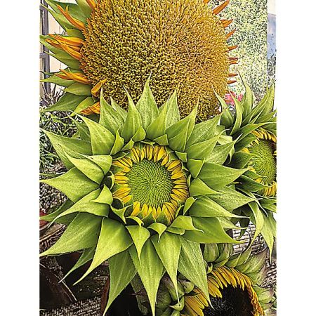 TOURNESOL F1 SUNFILL(TM) GREEN