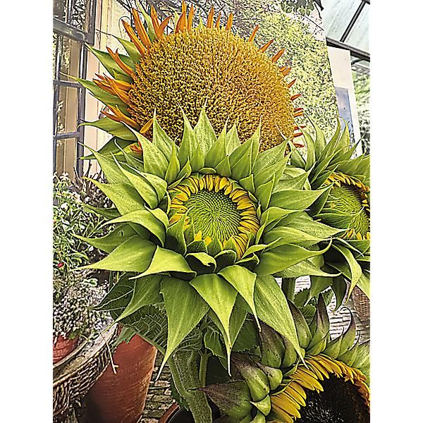 TOURNESOL F1 SUNFILL(TM) GREEN