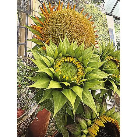 TOURNESOL F1 SUNFILL(TM) GREEN