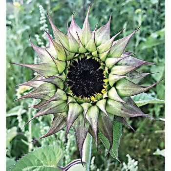 TOURNESOL F1 SUNFILL(TM) PURPLE 2