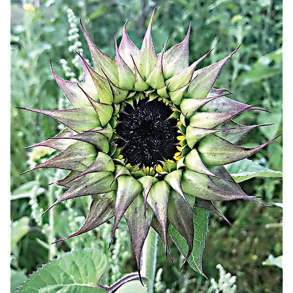 TOURNESOL F1 SUNFILL(TM) PURPLE