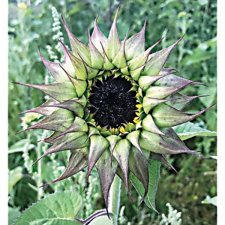 TOURNESOL F1 SUNFILL(TM) PURPLE