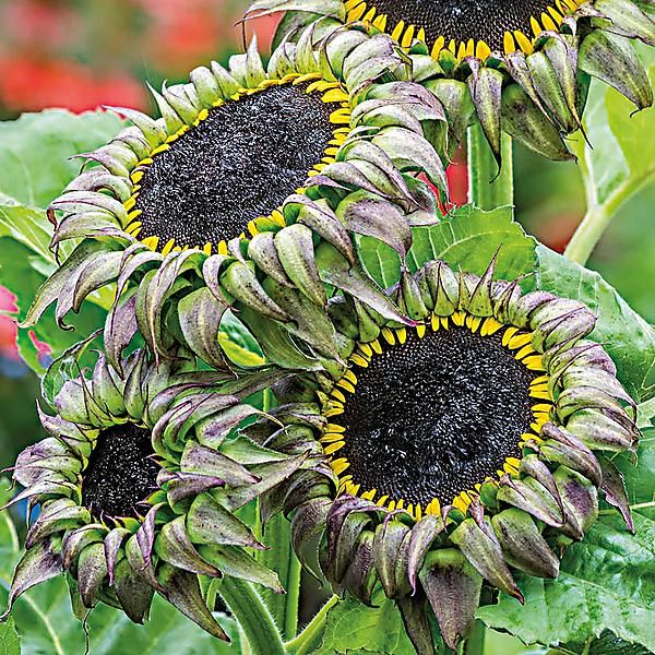 TOURNESOL F1 SUNFILL(TM) PURPLE