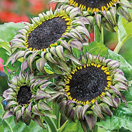 TOURNESOL F1 SUNFILL(TM) PURPLE