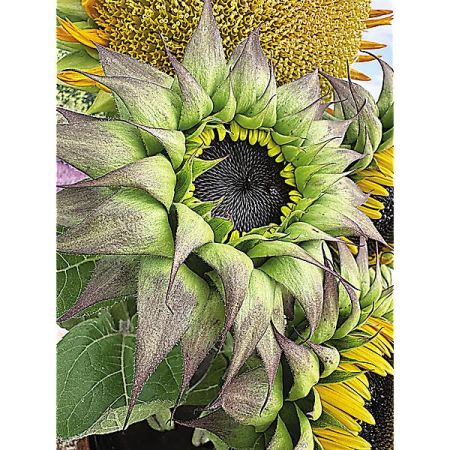 TOURNESOL F1 SUNFILL(TM) PURPLE
