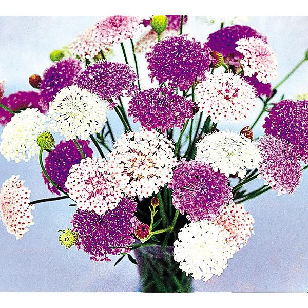 DIDISCUS CAERULEUS LACE MIX