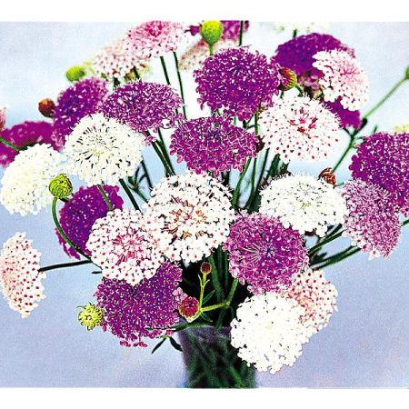 DIDISCUS CAERULEUS LACE MIX
