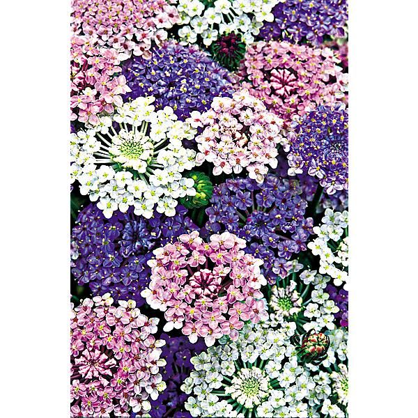 DIDISCUS CAERULEUS LACE MIX