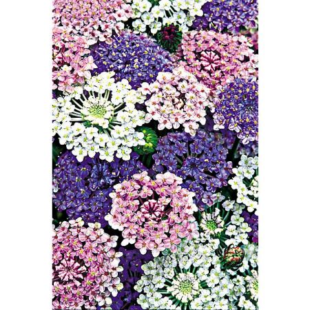 DIDISCUS CAERULEUS LACE MIX
