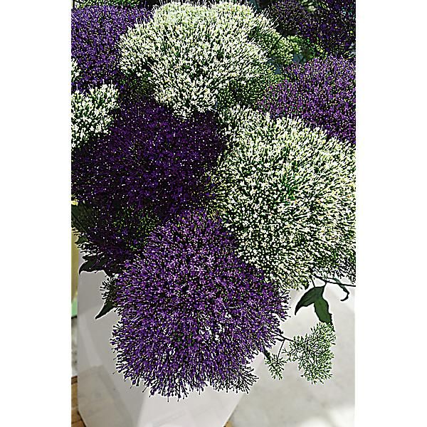 DIDISCUS CAERULEUS LACE MIX