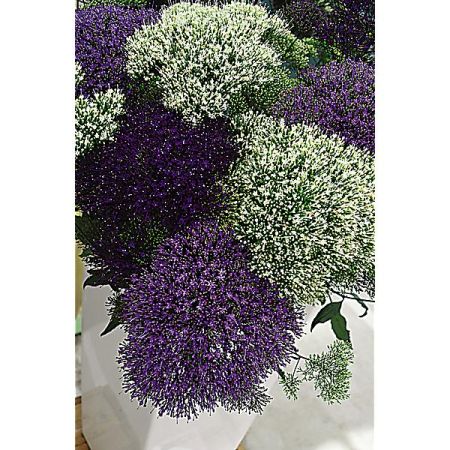 DIDISCUS CAERULEUS LACE MIX