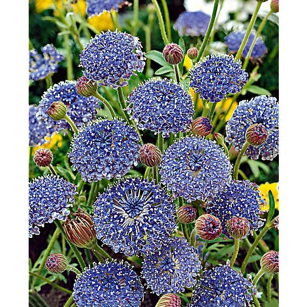 DIDISCUS CAERULEUS LAVENDER BLUE