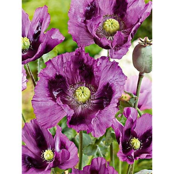 PAVOT SOMNIFERUM LAUREN’S GRAPE