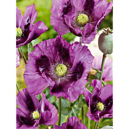 PAVOT SOMNIFERUM LAUREN’S GRAPE