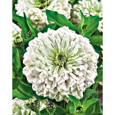 ZINNIA SUPER YOGA AMÉLIORÉ BLANC PUR