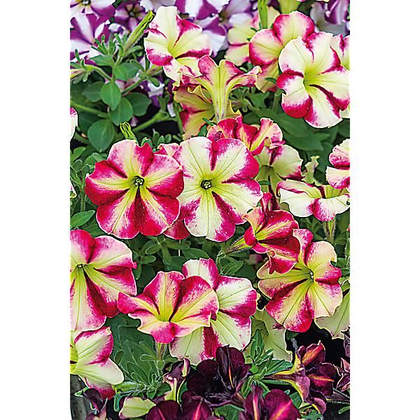 PÉTUNIA multiflora F1 SHAKE(TM) RASPBERRY