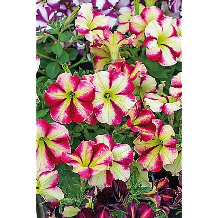 PÉTUNIA multiflora F1 SHAKE(TM) RASPBERRY