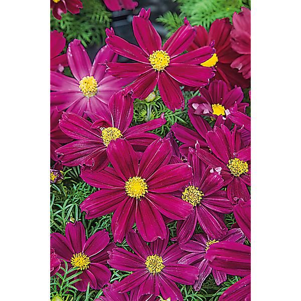 COSMOS CASANOVA VIOLET