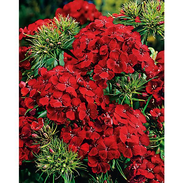 ŒILLET de POÈTE SCARLET BEAUTY