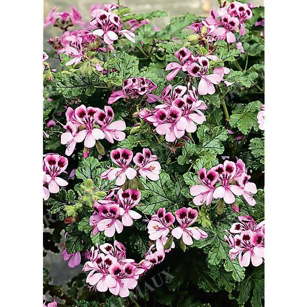 PELARGONIUM VITIFOLIUM (à feuille de vigne)