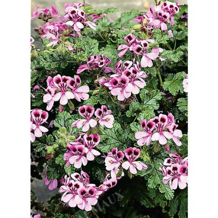 PELARGONIUM VITIFOLIUM (à feuille de vigne)