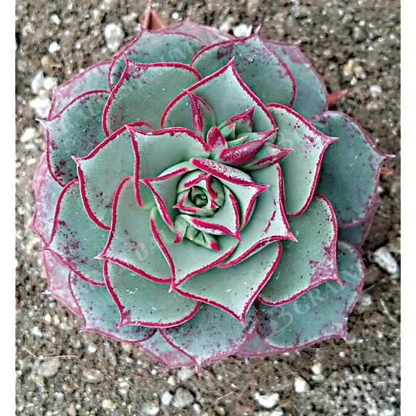 ECHEVERIA long. brach. SAN MATEO PENASCO
