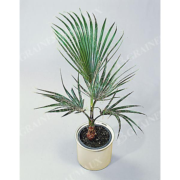 WASHINGTONIA ROBUSTA