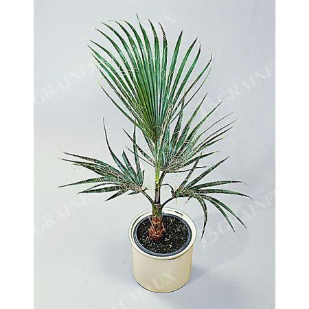 WASHINGTONIA ROBUSTA