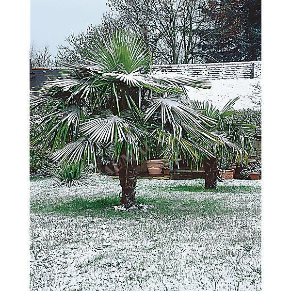 WASHINGTONIA ROBUSTA