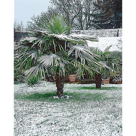 WASHINGTONIA ROBUSTA