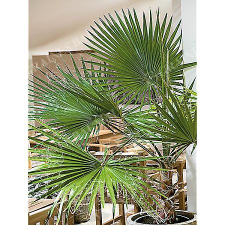 WASHINGTONIA ROBUSTA