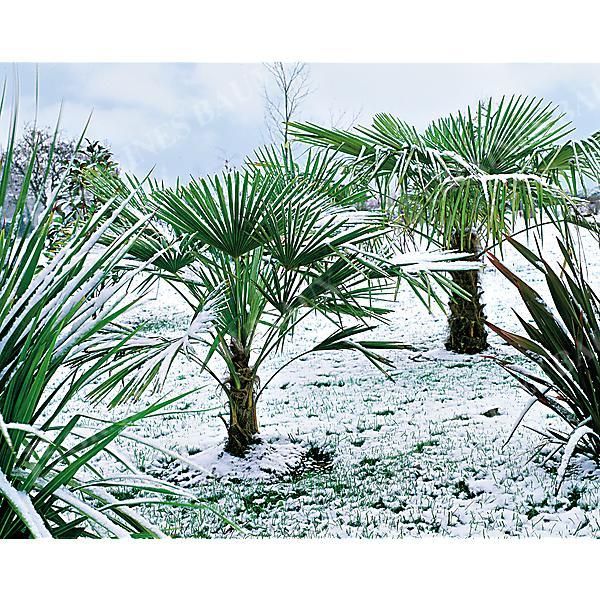 WASHINGTONIA ROBUSTA