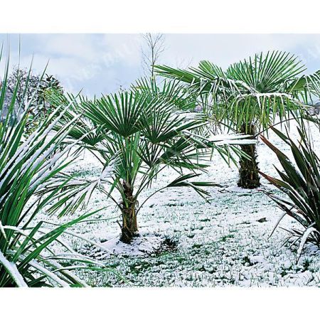 WASHINGTONIA ROBUSTA