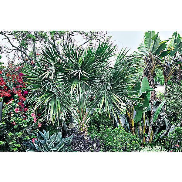 WASHINGTONIA ROBUSTA