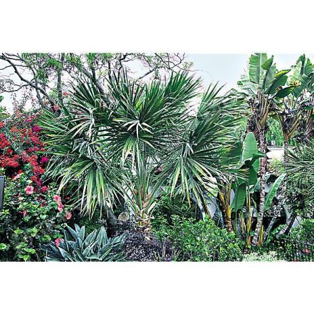 WASHINGTONIA ROBUSTA