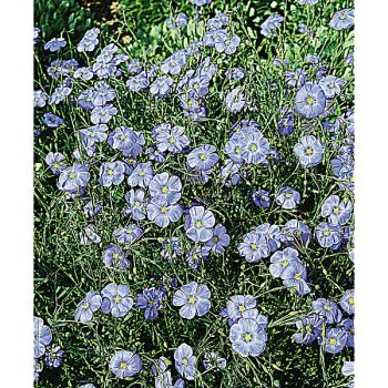 LIN BLEU RIVIERA (linum usitatissimun)
