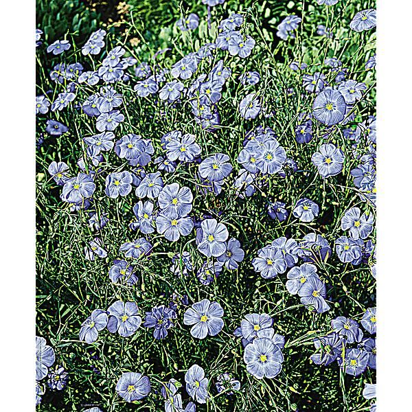 LIN BLEU RIVIERA (linum usitatissimun)