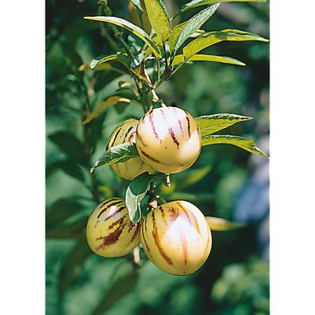 POIRE-MELON (solanum muricatum) PÉPINO