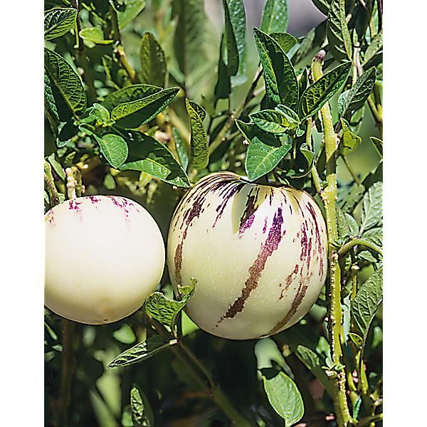 POIRE-MELON (solanum muricatum) PÉPINO