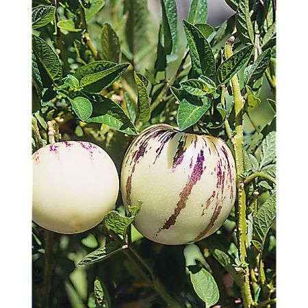 POIRE-MELON (solanum muricatum) PÉPINO