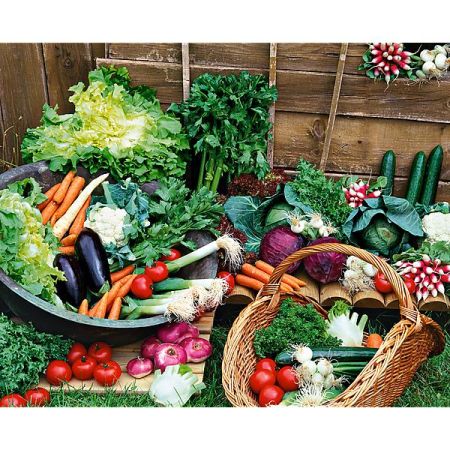 GRAINES de LÉGUMES FRUITS DIVERS