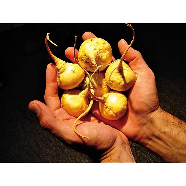 MACA du PÉROU (lepidium meyenii)