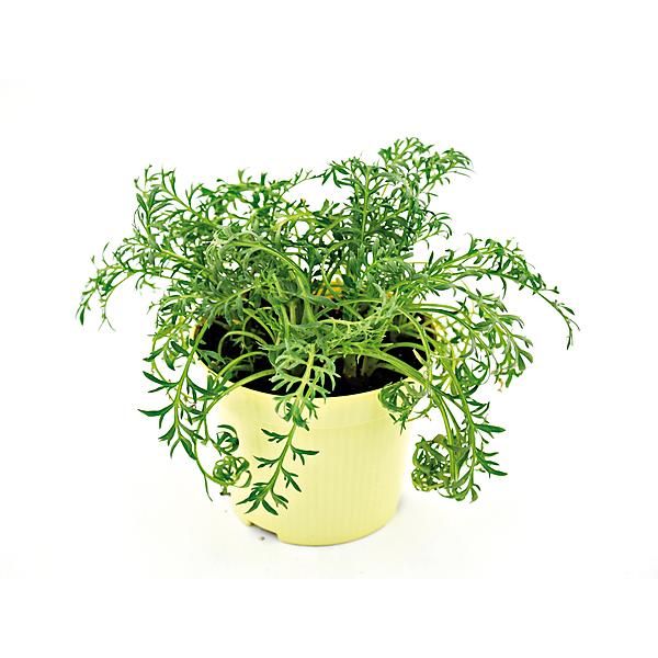 MACA du PÉROU (lepidium meyenii)