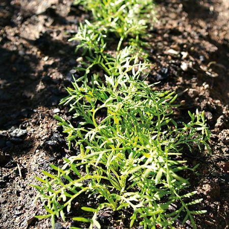 MACA du PÉROU (lepidium meyenii)