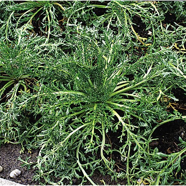 MACA du PÉROU (lepidium meyenii)