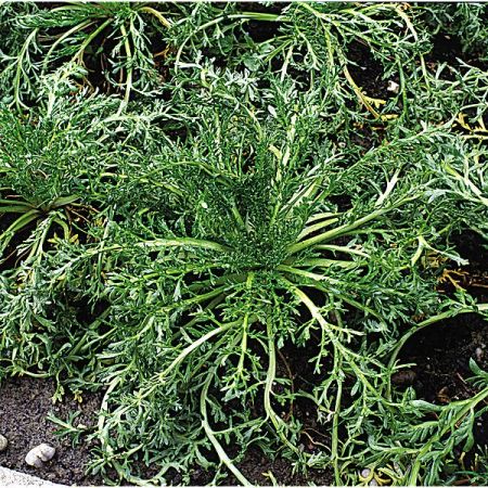 MACA du PÉROU (lepidium meyenii)